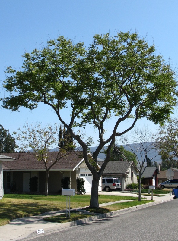Street Tree