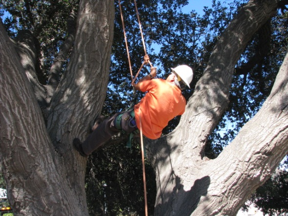 tree trimmer in a tree