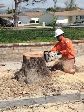 City employee cutting tree stump